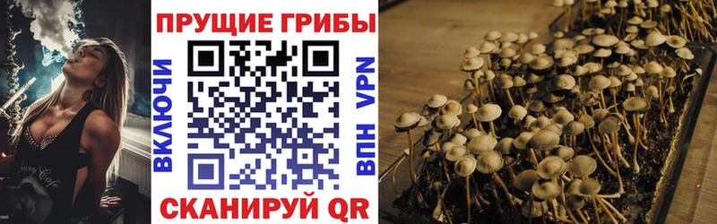 Псилоцибиновые грибы GOLDEN TEACHER  MEGA вход  Сураж 